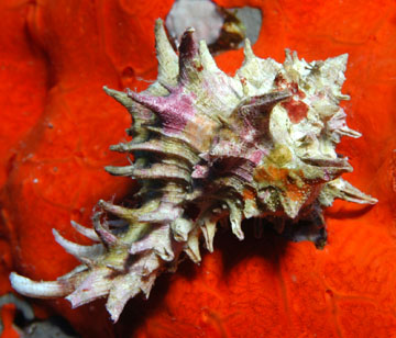 Murex snail on a bright orange sponge