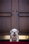 Chesty, the future Marine Corps mascot, stands on the door step Home of the Commandants during the puppy