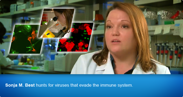 Sonja M. Best hunts for viruses that evade the immune system.