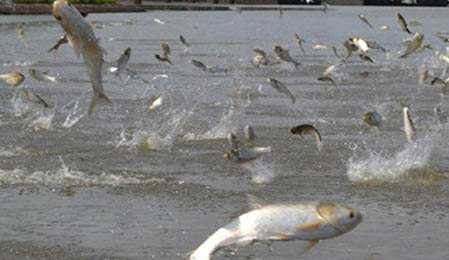 When agitated by boat motors, silver carp will jump out of the water. Depending on the size of the fish, this can pose a hazard to recreational boaters.