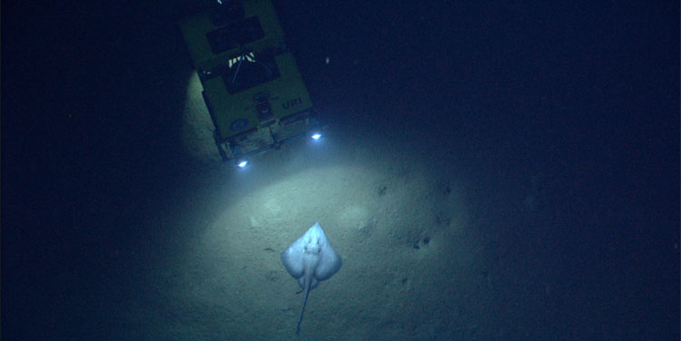 NOAA's Seirios camera platform images the Little Hercules remotely operated vehicle during a seafloor encounter with a skate in the Gulf of Mexico.