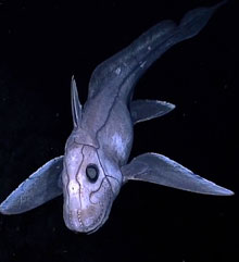 A deep-sea chimaera—a cartilaginous fish related to sharks—seen by the Little Hercules in the Sulawesi Sea. Its snout is covered with tiny pores capable of detecting perturbations in electrical fields generated by living organisms.