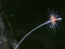 This close-up could almost pass for a flower in your garden, but is actually a sponge - probably a carnivorous sponge of the Family Cladorhizidae. Image captured by the ROV camera about 3,300 feet deep.