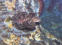 [Crested Sculpin, thfishsculp.jpg=10KB]