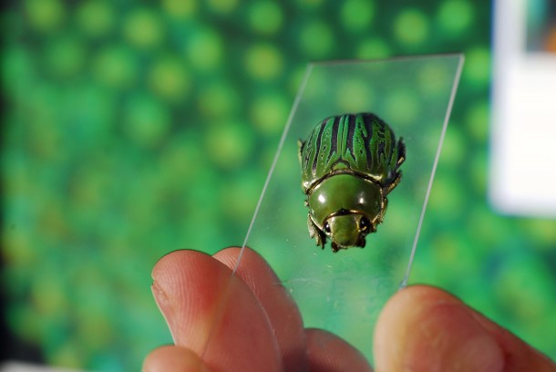 A jeweled beetle Chrysina gloriosa. The enlarged image in the background shows the insect's light-reflecting structures. (Photo: Georgia Tech; photo by Gary Meek)