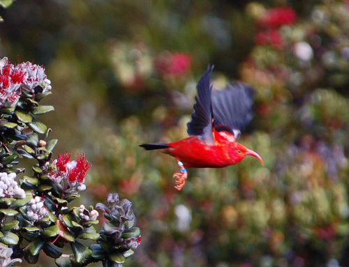 Hakalau Forest National Wildlife Refuge was established in 1985 to protect and manage endangered Hawaiian forest birds (like the I&#8217;iwi pictured above) and their rain forest habitat. Located on the windward slope of Mauna Kea, Island of Hawai‘i, the 32,733-acre Hakalau Forest Unit supports a diversity of native birds and plants equaled by only one or two other areas in the State of Hawai‘i.Eight of the 14 native bird species occurring at Hakalau are endangered. Thirteen migratory bird species and 20 introduced species, including eight game birds, as well as the endangered ‘ope‘ape‘a (Hawaiian hoary bat) also frequent the refuge. Twenty-nine rare plant species are known from the refuge and adjacent lands. Twelve are currently listed as endangered. Two endangered lobelias have fewer than five plants known to exist in the wild.Photo: Donald Metzner, UFWS 