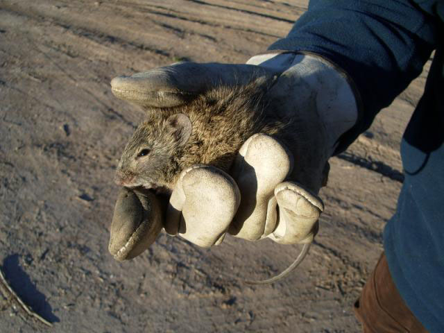 Cotton rat captured in 2005 at a revegetation site in Imperial national Wildlife Refuge, near Yuma, AZ - Photo by Reclamation