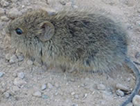 Yuma Hispid Cotton Rat