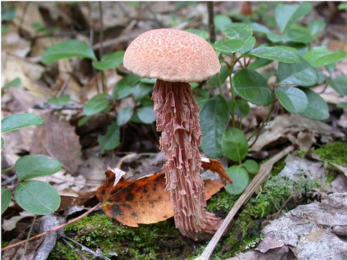 Boletellus russellii grows under conifers and hardwoods, particularly oaks. It is found throughout most of eastern North America, but is relatively rare. The fungus grows around and actually covers tree roots, producing a fungal "mantle" that helps the tree absorb water and nutrients. (USDA Forest Service Photo)