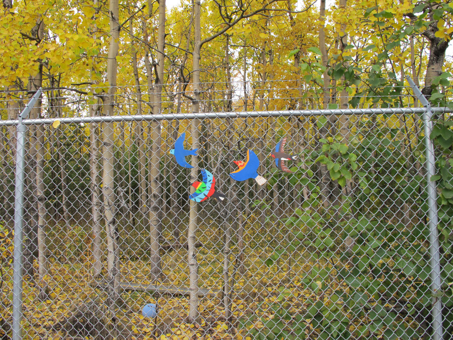 Trees on land just beyond the boundary of Government Hill Elementary in Anchorage.  Photo Credit: K. Mueller/USFWS