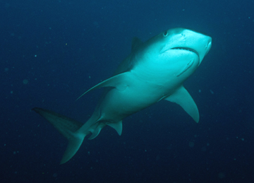 Tiger shark (Galeocerdo cuvier)