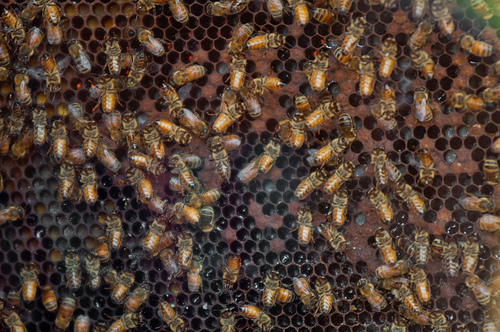 The U.S. Department of Agriculture (USDA) Bee Research Laboratory displays a live bee colony in a two-sided glass case at 2012 Smithsonian Folklife Festival, Thursday, June 28, 2012 on the National mall in Washington, D.C.  One of the three themes this year is “Campus and Community.” It celebrates the 150 years of the USDA and the Land-Grant University System. The USDA and the Land-Grant system extend education across the country, contributing to American agriculture success and rural prosperity. “Campus and Community” has demonstrations, discussions, hands-on activities, and entertainment to that showcase the many ways that this partnership works to improve American agriculture and rural life.  USDA photo by Lance Cheung.