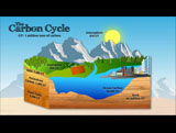 Carbon Cycle Animation