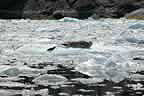 harbor seals and glacial ice