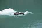 harbor seals and glacial ice