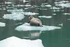 harbor seals and glacial ice