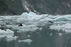 harbor seals and glacial ice