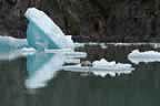 harbor seals and glacial ice