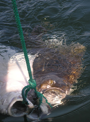 2 sport caught halibut on a stringer