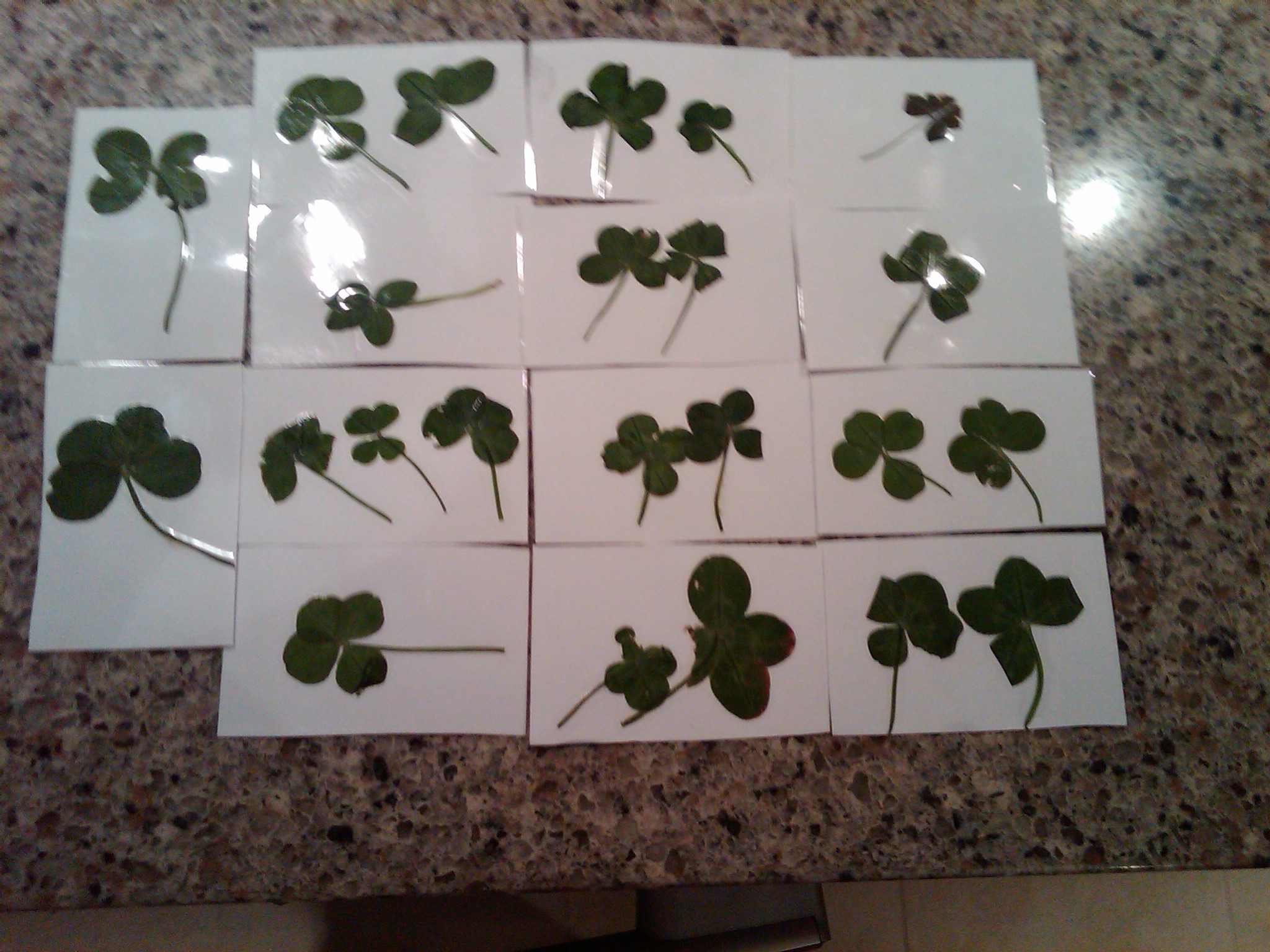 23 four leaf clovers