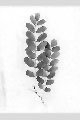 View a larger version of this image and Profile page for Robinia pseudoacacia L.
