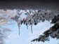 Photo of snowy furtree branches reflecting in water