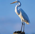 egret