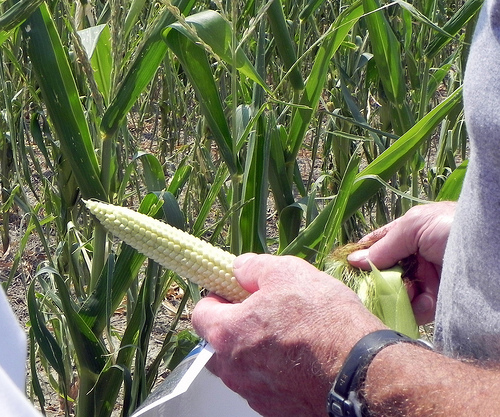 Farmer Doug Goyings examines the drought-damaged corn on his farm in Paulding County, OH on Tuesday, July 17, 2012. USDA photo by Christina Reed.