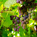 Grapevines