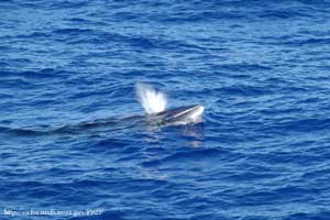 Minke whale