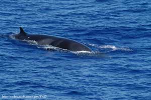 Minke whale