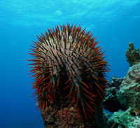 Crown of thorns seastar