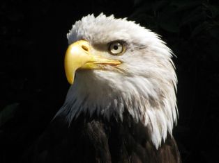 Eagle