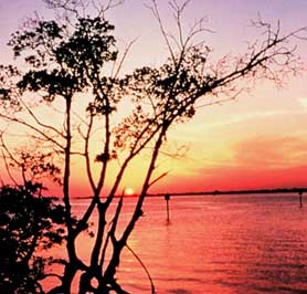 Mangroves, Southeast Florida