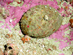 White abalone, [ Haliotis sorenseni ]