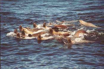 Steller sea lions