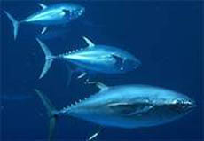 bluefin tuna