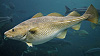 NOAA Contributing to the Recovery of Atlantic Cod Fisheries 