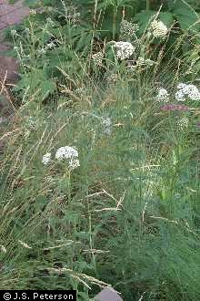 Photo of Achillea millefolium L.