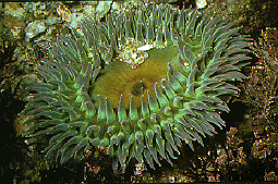 picture of giant green anemonie