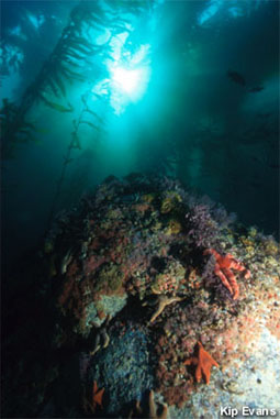 picture of rock w/ reef in MBNMS