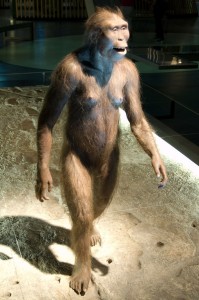 Australopithecus Afarensis