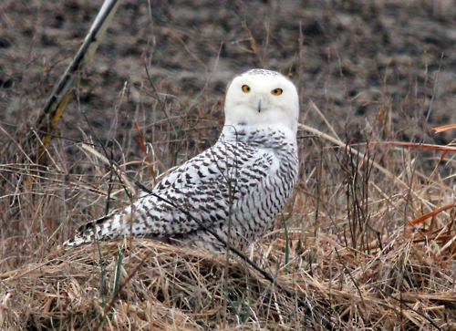 In a major snowy owl irruption, these beautiful Arctic owls have been overwintering at refuges across the lower 48 states, from Siletz Bay National Wildlife Refuge in Oregon to Parker River National Wildlife Refuge in Massachusetts. This male snowy owl was photographed near Cypress Creek National Wildlife Refuge in Illinois on Jan. 27.
Photo: John Schwegman