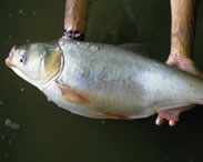 Invasive Species - silver carp (R. Nelson)