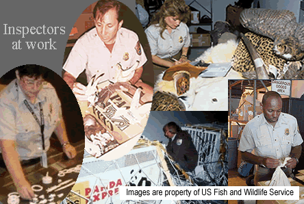 Pictures are property of US FWS.  Includes an actual collection of inspectors doing their jobs.