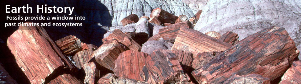 petrified wood