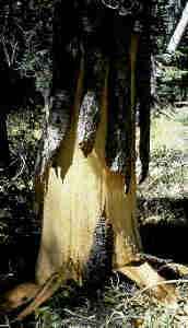 tree with ripped bark from bear