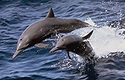Dolphins Jumping Out of the Water