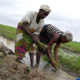 Two women work in a rice paddy