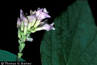 Photo of Amphicarpaea bracteata (L.) Fernald